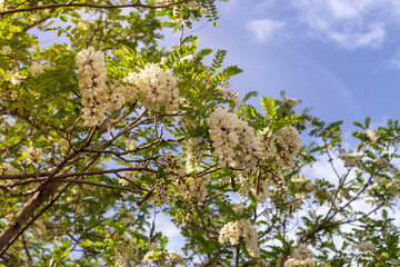Acacia branches with white clusters (Robinia pseudoacacia) close-up