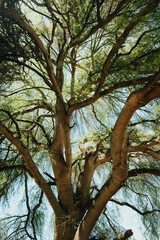 green tree in sinaloa adorning the rural farm