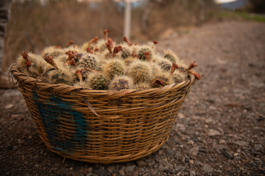 pitayas basket