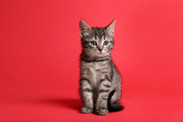 Cute little tabby kitten on red background