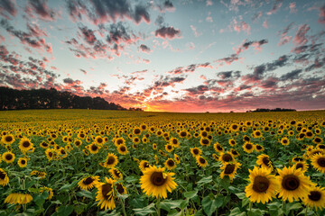 Sunflower field - MD