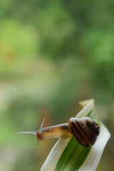 a small brownish wild snail has emerged, clinging to a leaf of a plant.macro