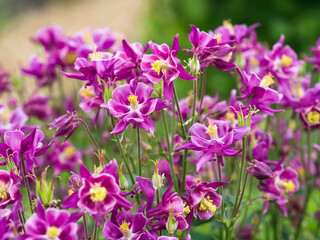 Fototapeta premium A group of dark pink Aquilegia or Columbine flowers blooming in a garden in June, at Annala allotments in Helsinki, Finland, closeup with selective focus