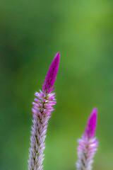 flower on a meadow