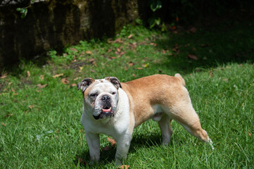 Obraz premium Un poco sobre hermosos perros.