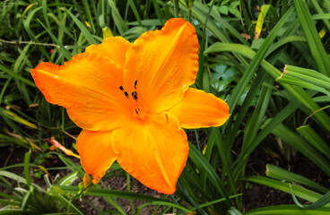 orange flower in the grass