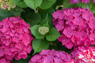 Purple hydrangea flowers in Japan