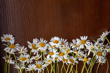 Obraz premium Herbal daisy chamomile flower on old dark rustic wooden table. Blossom summer and spring background. Copy space for text. Natural wood texture. Top view, horizontal