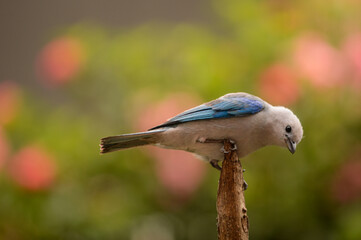 Birds in my house.