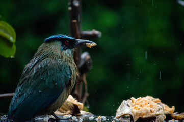 Birds in my house. © Christian