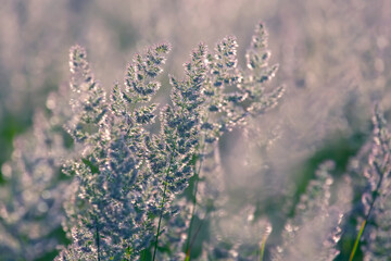 Field grass and flowers in backlight. Nature and floral botany
