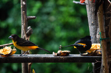 Birds in my house.