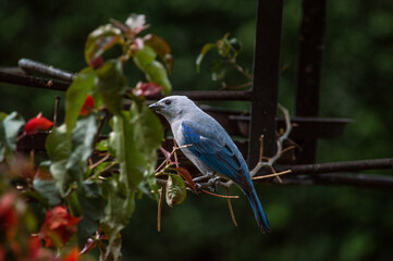 Birds in my house.