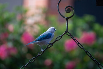 Birds in my house.