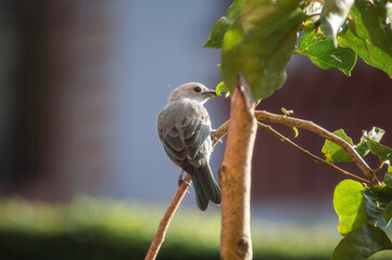 Birds in my house.