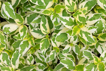 close up nature leaf green and white leaf of nature concept for background