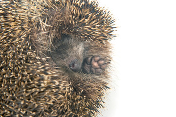 cute European hedgehog sleeps and stuck out its legs on a white background. Animal world