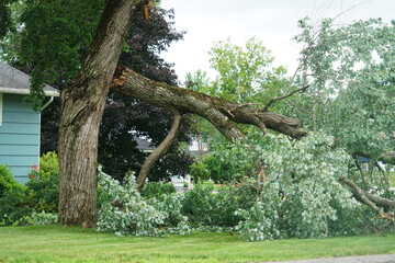fallen tree in the storm in the yard