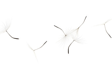 Many dandelion seeds flying on white background