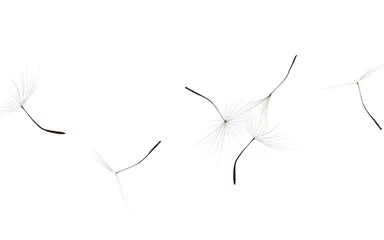 Foto op Canvas Many dandelion seeds flying on white background © New Africa