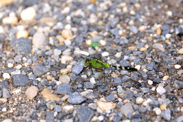 dragonfly next to me