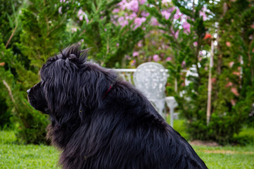 Praga y Milù, Terranova y shihtzu. 