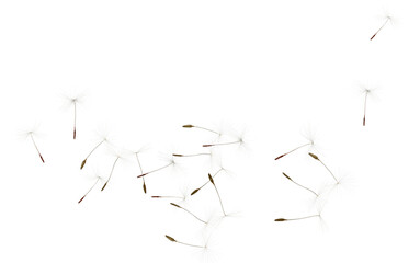 Many dandelion seeds flying on white background