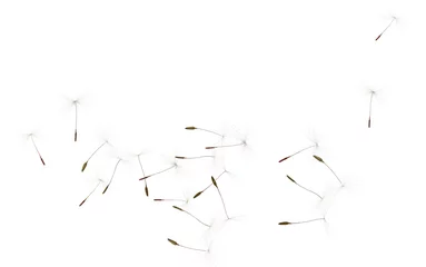Foto op Plexiglas Many dandelion seeds flying on white background © New Africa
