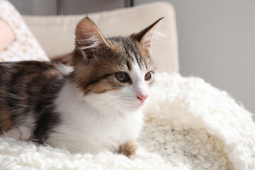 Fototapeta na wymiar Cute kitten on soft plaid at home. Baby animal