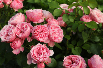 Beautiful blooming pink roses on bush outdoors