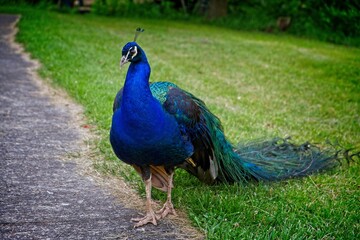 Peacock