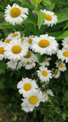 Flower of garden or medicinal chamomile (Matricaria recutita). The concept of naturalness. Wallpaper, poster with a natural background.