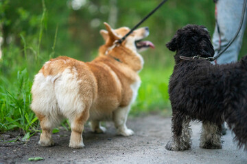 Soft, fluffy butt of a corgi in focus