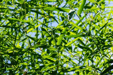 Bamboo leaves in shallow focus and blue sky for background