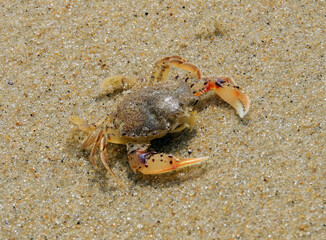  close up of a baby blue  crab in the sand in rehoboth beach, delaware      