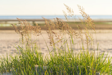 Selective soft focus of beach dry grass, reeds, stalks blowing on the wind at golden sunset light,...