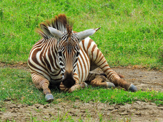     young zebra  resting in the green grass on safari in ngorongoro crater, tanzania, east  africa