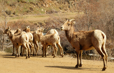  rocky mountain bighorn sheep  lambs and a ewe next to the south platte river along the waterton...