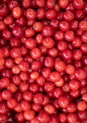 Red berries of ripe cherries