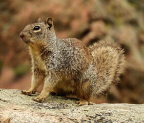 Naklejka na ściany i meble cute ground squirrel sitting on a granite boulder in waterton canyon, littleton, colorado 