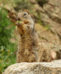  cute ground squirrel standing on a granite boulder  eating a scrub oak acorn  in waterton canyon, littleton, colorado       