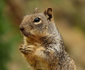 Naklejka na ściany i meble close up of a cute ground squirrel eating an acorn in waterton canyon, littleton, colorado 