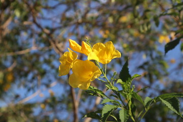 Fototapeta premium yellow flowers