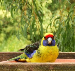       colorful green rosella perched in a bird feeder near port arthur, tasmania, australia    