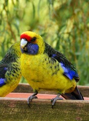     colorful green rosellas perching on a bird feeder  near port arthur, tasmania, australia    