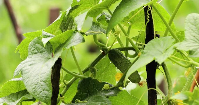 Close Up Of A Young Cucumber With Green Foliage Creeping On A Trellis.