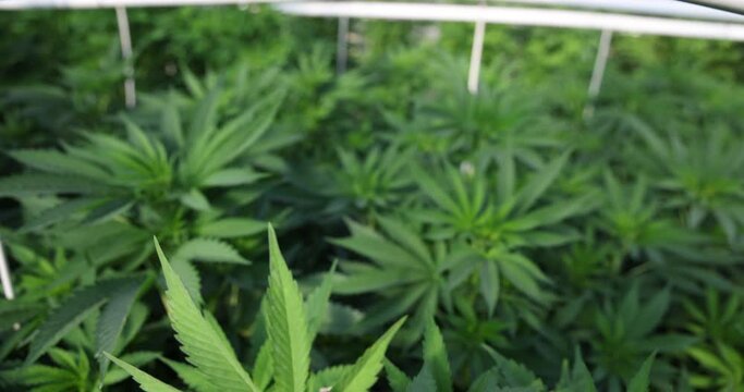 Cannabis plants growing in a greenhouse with irrigation sprinkler lines overhead. Fans circulate air in commercial hemp grow hot house. Deep green leaves of hemp plants. Marijuana legalization concept