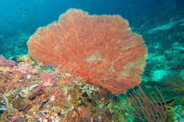 Diving photos of Hilutangan Island near Cebu Island, Philippines
フィリピン・セブ島近郊のギルートンガン島のダイビング写真