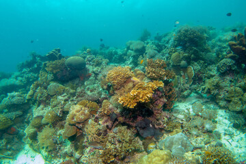 Obraz na płótnie Canvas Diving photos of Hilutangan Island near Cebu Island, Philippines フィリピン・セブ島近郊のギルートンガン島のダイビング写真