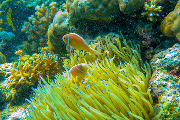Fototapeta na wymiar セジロクマノミ Orange skunk clownfish